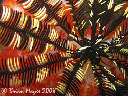 Another feather star abstract. I'm not sure who's flag th... by Brian Mayes 